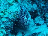 Curacao 04-12 480